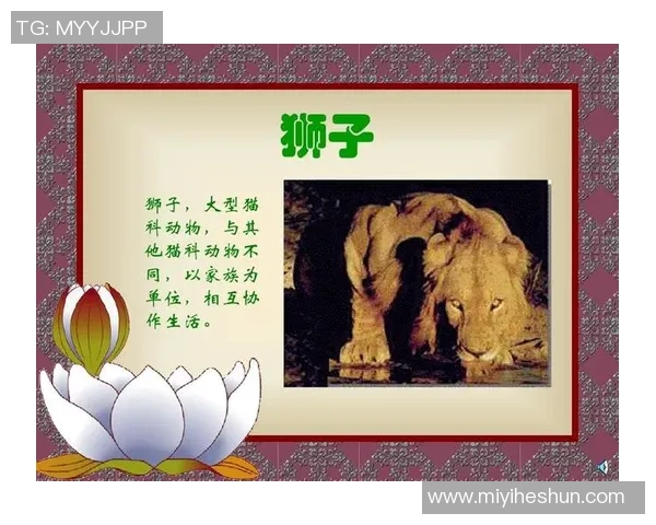 狮子图案足球明星的辉煌历程与传奇故事探索